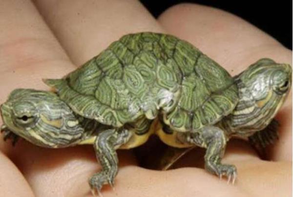 iki bal bir kaplumbaa