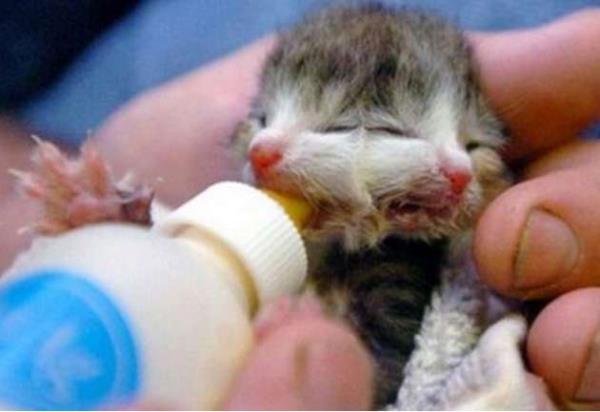 iki suratl bir hayvan daha sevimli bir kedi