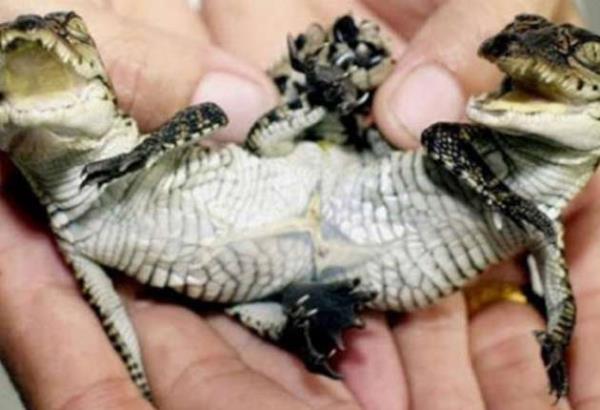 iki bal bir timsah duble tehlike