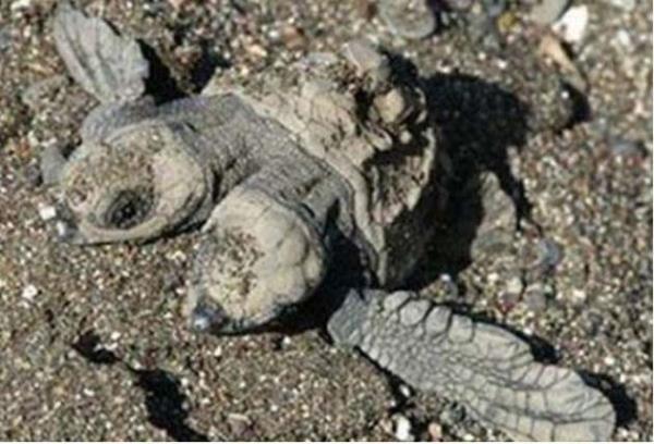 iki bal bir kaplumbaa daha