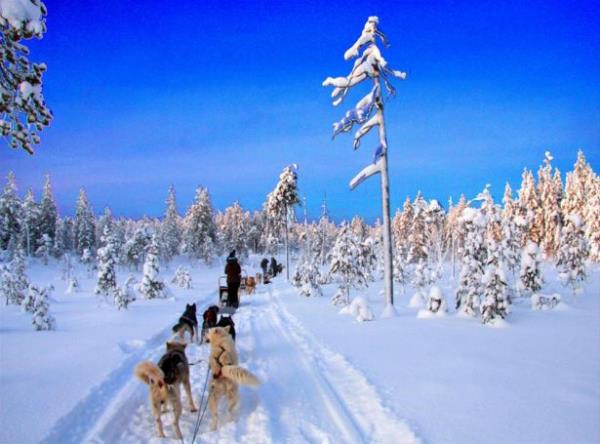 Lapland'da kpek kza yapn