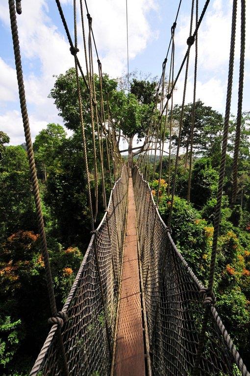 Kakum Milli Park'nda bu kprde yryn (Gana)