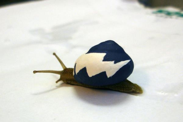 zellikle yamurdan sonra ortaya kan salyangozlarn koyu renk yollarda belli olmadklar ve zerlerine baslarak ldklerini fark eden duyarl sanatlar hemen kollar svad.