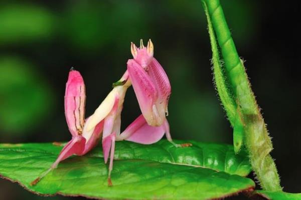 Pembe Orchid (Orkide) Mantis