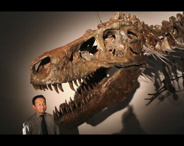 <p>Tyrannosaurus</p>  Tyrannosaurus, Jura Devri'nin sonlar (150 milyon yl nce) ile Kretase Devri'nin sonlar (65 MY) arasnda yaam avc bir dinozor cinsi.