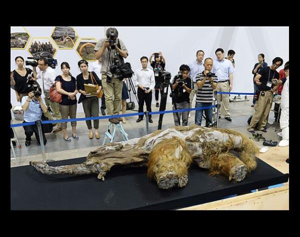 <p>Mamut</p>  Mamut, filgiller familyasnn nesli tkenmi bir cinsidir. Son buzul anda Kuzey Amerika, Avrupa, Asya ve Afrika'da birok farkl trleri ile yaylm gstermitir.