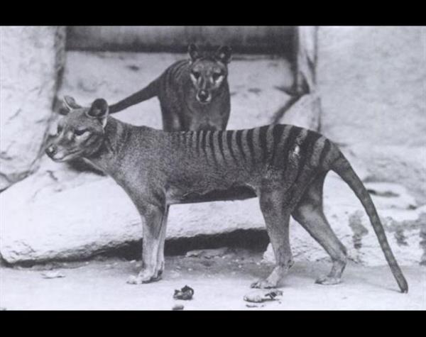 <p<Tazmanya Kaplan</p>  Tazmanya kaplan ya da Tazmanya kurdu (Thylacinus cynocephalus), 20. yzylda soyu tkenen Avustralya'ya zg byk bir etil keselidir. Avustralya'nn Avrupallar tarafndan iskanndan sonra soyu tkenen birok trden sadece biri olmasna ramen, en by ve