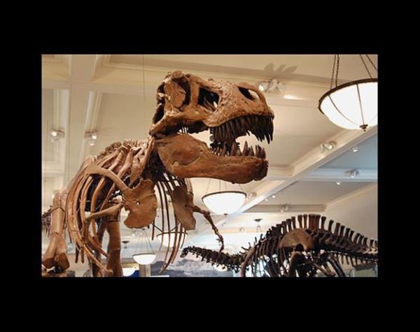 <p>Dinozor</p>  Dinozorlar (Latince: Dinosauria) 231 milyon yl civarnda dnya hayatna egemen olmu hayvanlardr. Dinozor, Yunancada korkun kertenkele anlamna gelen iki szcn birletirilmesinden oluturulmutur