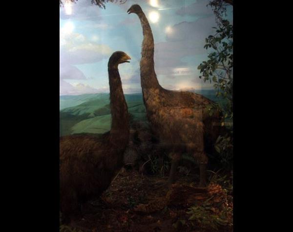 <p>Moa Kular</p>  Moalarn boyutlar trlere gre byk bir deiiklik gsteriyordu. Bazlarnn boyu 3 metreyi aarken, en kkleri hindiden iri deildi. Derileri krmzyd. Koyu renk tylerinin ya ular beyazd ya da ortas sar izgili ve kenarlar morumsuydu. Balca besin