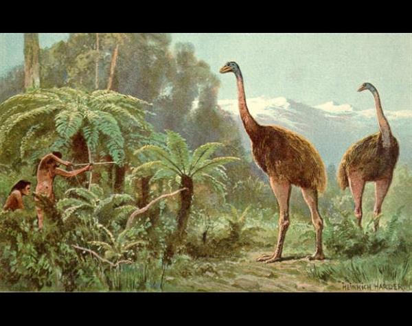 <p>Moa Kular</p>  Moalar, Yeni Zelanda'da 7 milyon yl akn bir sre yaadktan sonra soyu tkenmi olan uamayan kulardr. Tartmal olan tr saylar uzmanlara gre 13-26 arasnda deien ve devekuunu andran bu kularn boynu uzun, ba kk, gagas salam