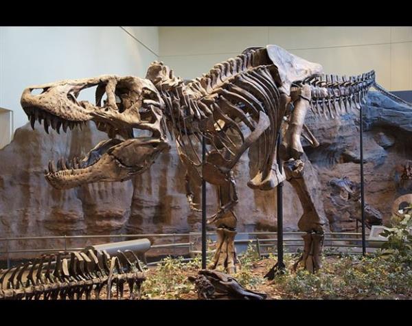 <p>Tyrannosaurus</p>  Tyrannosaurlarn ou, kafataslar 1 metreden daha uzun olan iri avclard. Grubun en iri ve en ok bilinen tr, Latince ad genellikle, "zorba kertenkelelerin kral" olarak tercme edilen Tyrannosaurus rex'dir. (T.rex)
