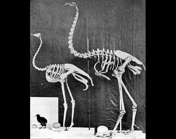 <p>Moa Kular</p>  ri Moalarn 17. yzyln sonlarna doru yok olduu, kk yapl trlerden bazlarnn daha uzun sre varln srdrerek 19. yzyla ulat sanlmaktadr.