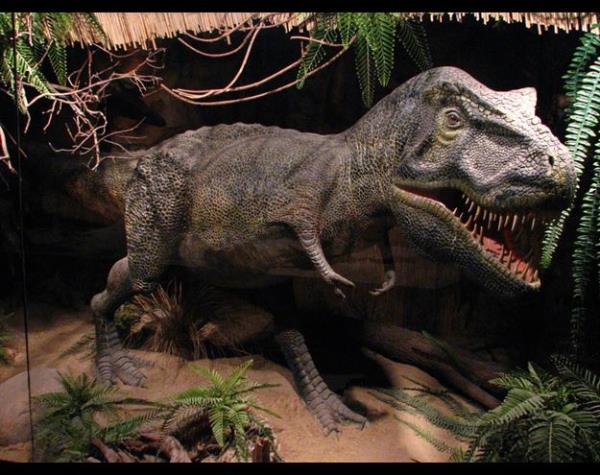<p>Tyrannosaurus</p>  T.rex, gl arka ayaklar zerinde yryen, genellikle ufk ekilde duran ve kuyruu ile dengesini salayan, uzunluu 14 metreyi, dik durduunda boyu 6,5 metreyi geen, yetikinleri 4-7 ton arlnda olan devasa bir canlyd.