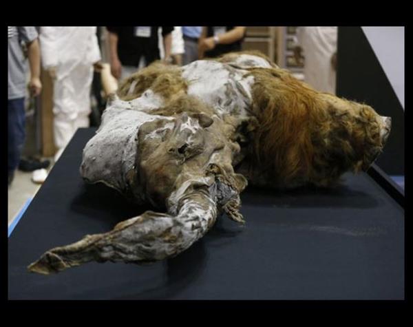 <p>Mamut</p>  4,5 metre boy ve 8 ton arla kadar varan bu cinsin son yeleri M 1700 ylnda yaamtr.