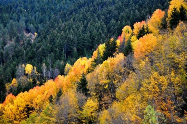 Zigana Ky Dou Karadeniz