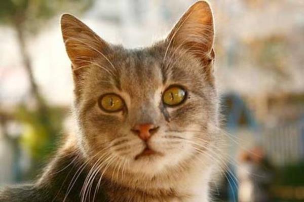 Hastalkl kedinin srmas ya da trmalamasyla geer. Hayvan virs kannda parazit olarak yllarca tayabilir ancak kendisi hastalanmaz.