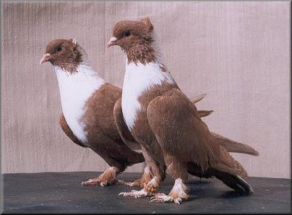 ounlukla hayvann kuru dksndan insana geiyor. Mikrop tozla birlikte havaya da yaylyor.