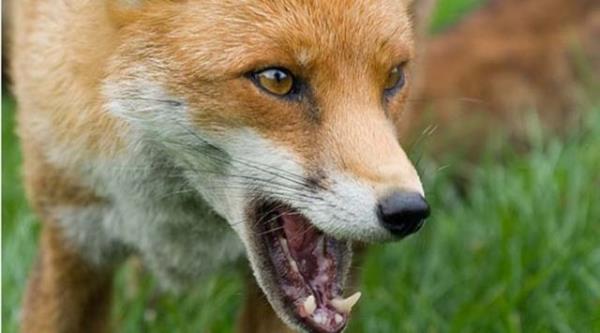 Beyinde ldrc tahribat yapan akut hastalk etiller ve yarasalardan hasta hayvann srmasyla ve solunum yoluylabulayor.