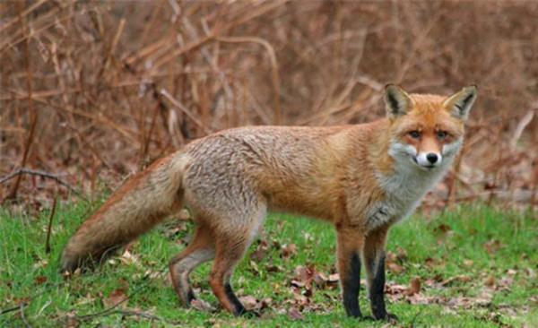 Tilki gibi hayvanlardan da insana bulaan bu hastalk gnmzde hala grlyor.