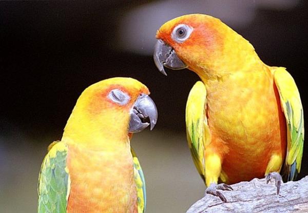 Bakterilerin neden olduu hastal zellikle papaanlar, muhabbet kular ve gvercinler tayor.