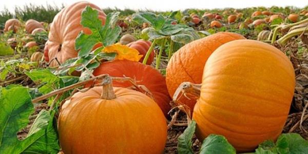 A, B ve C vitaminleri ynnden olduka zengindir.