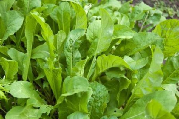 Folik asitten ve posadan zengin olan bu grup beslenmemizde nemli bir yere sahiptir.