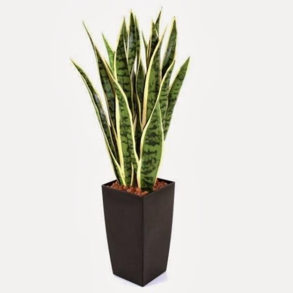 10. Ve son olarak yaprak dkmeyen bir bitki, rnein paa klc (sansevieria) 35 tl