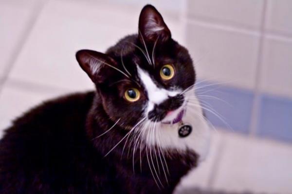 Kiminin banda 7 says, kimisinin de gsnde bir kalp. te birbirinden renkli fotoraflar ile tyleri desenli hayvanlar...