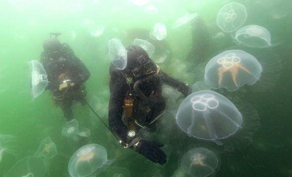 Almanya, SEK-M zel Kuvvetleri