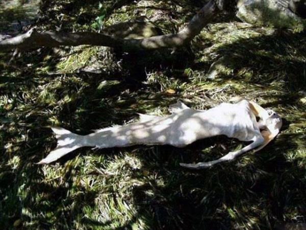 Bir "deniz kz"nn cesedi sahile vurdu: SAHTE