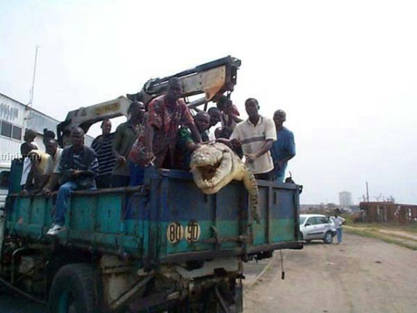 Kongo'da 5 metre boyunda dev bir timsah yakaland: GEREK