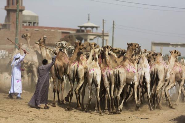 MERS-CoV virs, insanlarn yansra Katar, Umman, Msr ve Suudi Arabistan'da develerde de bulundu.