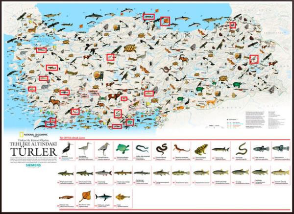 Dnya'daki hayvan trlerinin nesli %75 'i 300 yl iinde tkenebilir.