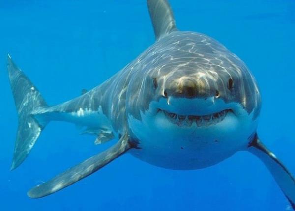 Ylda 8-12 kisi kpek bal saldrlar yznden lyor. Ylda 100 milyon kpek bal ldrlyor.