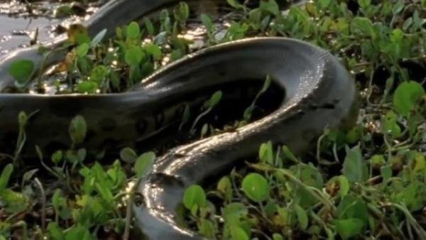 Hayvan bu deney srasnda lebilirdi. Programn yaynlanmasn istemiyoruz" dedi.