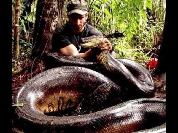 26 yandaki belgeselci daha sonra ylann kendisini kusmas sonucu canl olarak karken, hayvan haklar savunucular bu duruma tepki gsterdi.