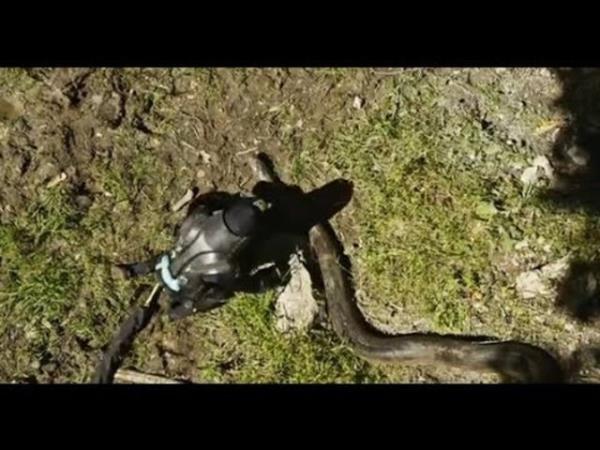 Dev anakonda Rosolie'yi yutarken ekilen grntlerin tm ise 7 Aralk'ta belgesel kanalnda yaynlanacak.