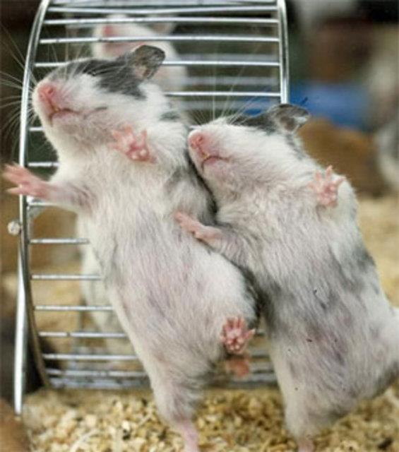 Bir san, bir deveden ok daha uzun sre susuzlua dayanabiliyor.