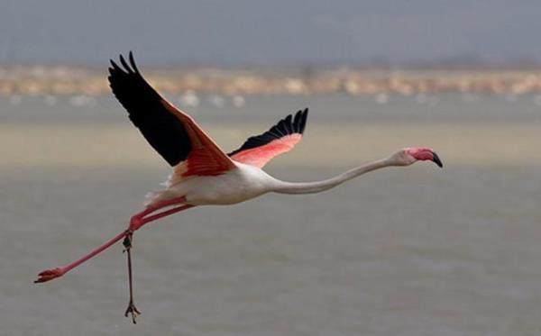 Trklerimizde ad ska geen ? all turna? aslnda Flamingodur.