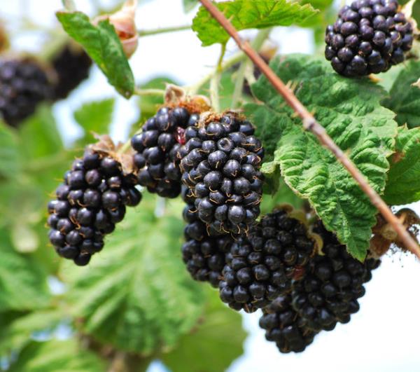 Bu ynyle diyabetliler iin ifa kayna.