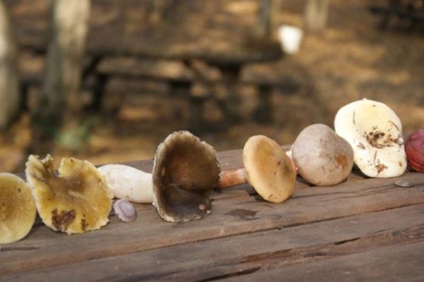 Doal alanlarda yetien ve yapsnda zehirli madde bulunan apkal mantarlarn taze, kurutulmu veya konserve olarak i veya piirilerek yenmesi sonucunda gelien ve lmle de sonulanabilen ciddi bir zehirlenmedir.