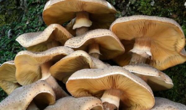 Mantar zehirlenmeleri, zellikle ilkbahar ve sonbahar aylarnda yalarn bol olduu mevsimlerde grlr.