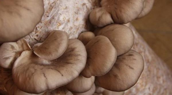 <b>Mantar Zehirlenmelerinden Nasl Korunulmaldr?</b>