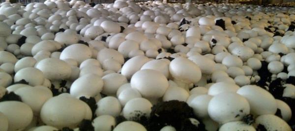 Ancak, bu mantarlarn yetitii ortam itibaryla, baz mikroorganizmalar mantarlarn zerinde bulunabilir