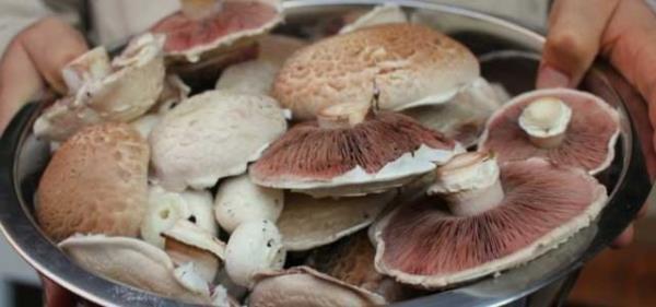 Zehirlenmelerin nemli bir ksm esasnda ok basit nlemlerle engellenebilecek niteliktedir.