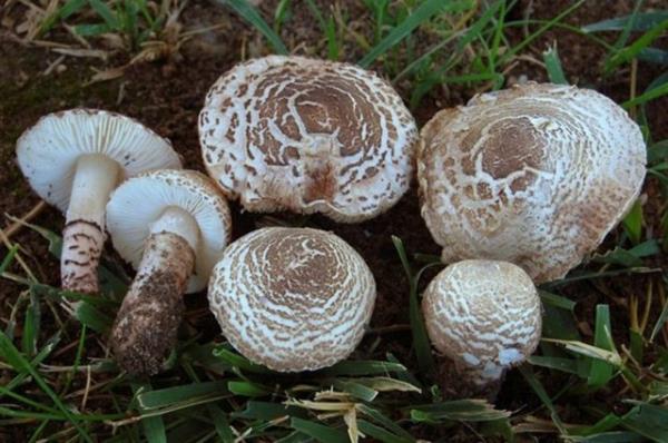 Bu erevede, mantar zehirlenmeleri de ok basit bir ekilde nlenebilecek bir zehirlenme tipi olup zehirlenmenin engellenmesindeki tek are de doal alanlarda yetien mantarlarn kesinlikle yenmemesi; bunun yerine kltr mantarnn tercih edilmesidir.