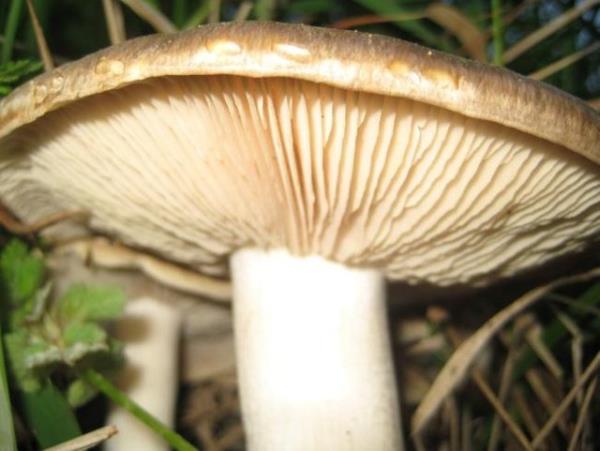 Yenen mantarn uzman kiilerce incelenmesi de zehirlenmenin tehisinde yardmc olmaktadr.