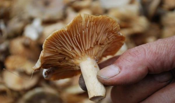 <b>Mantar Zehirlenmesi Nasl Tehis Edilir?</b>