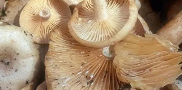 Bu mikroorganizmayla bulak mantarlarn i olarak yenmesi sonucunda ok hafif mide ve barsak ikyetlerinin geliebilecei de unutulmamaldr.