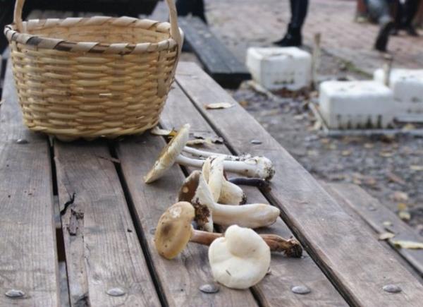 Hastann mantar yeme hikyesi ile zehirlenme bulgular birlikte deerlendirilerek mantar zehirlenmesi olup olmadna karar verilmeye allr.